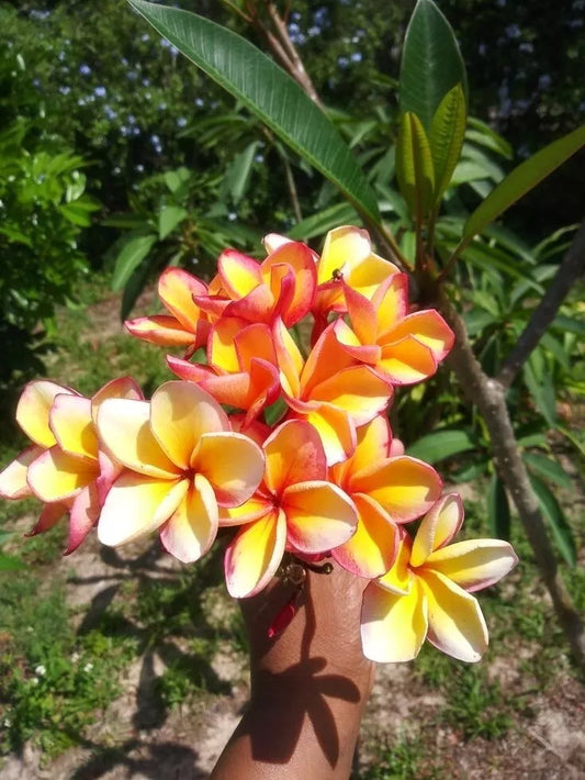 Green River 5 Dark orange pink Plumeria Seeds - Flower Seed Pack, Premium Tropical Blooms, Fragrant Perennial Plants for Garden Charm, Ideal for Leis and Containers
