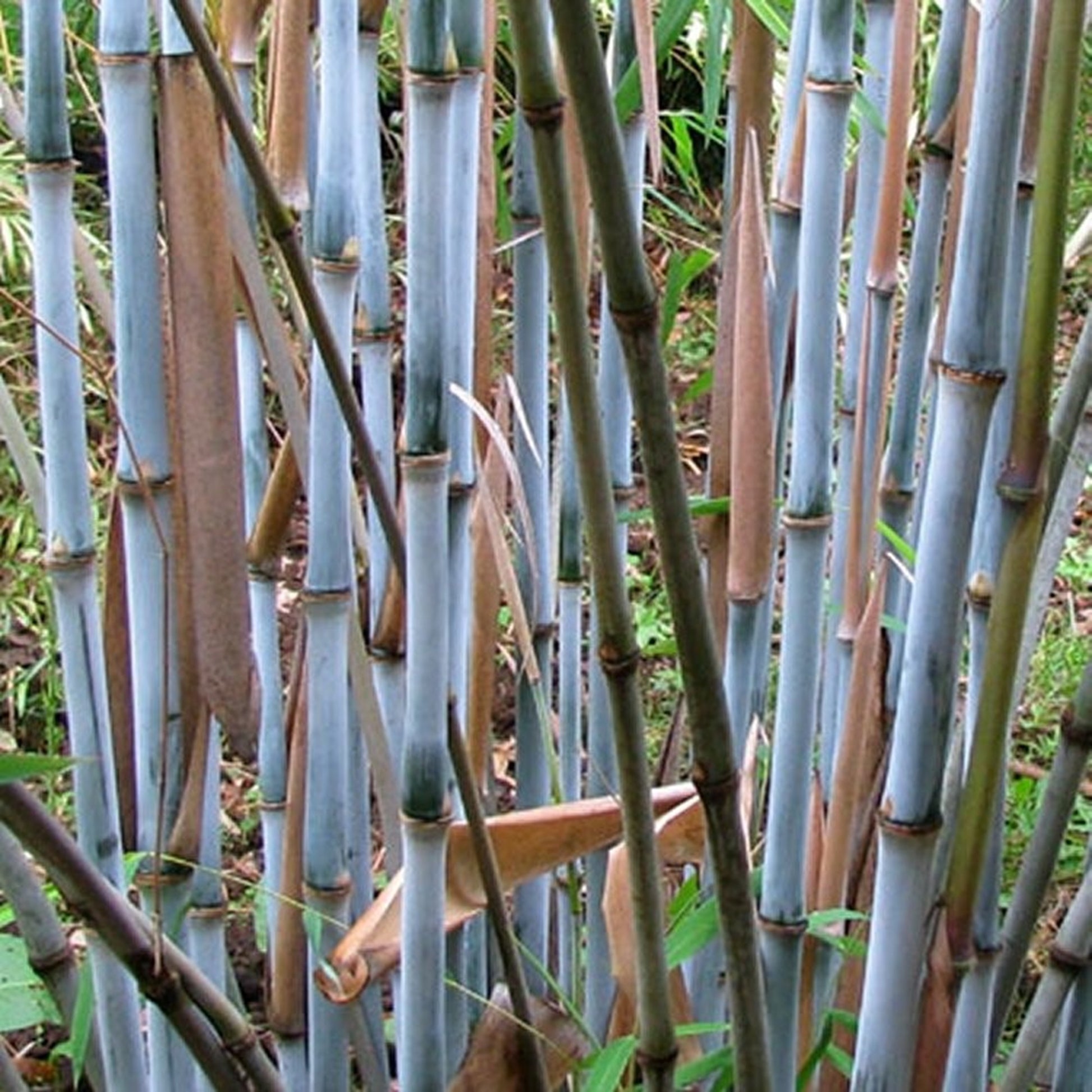 plant bamboo seeds Green River 50 Farciga Blue Bamboo Seeds