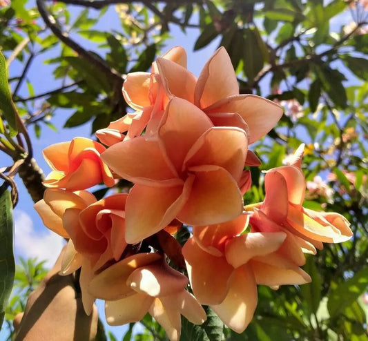 Green River 5 Salmon Brown Plumeria Seeds - Flower Seed Pack, Premium Tropical Blooms, Fragrant Perennial Plants for Garden Charm, Ideal for Leis and Containers