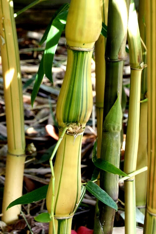 Green River 50 Yellow Buddha Belly Bamboo Seeds - Tall Bamboo Plant Seeds for Privacy Screens & Garden Landscaping – Premium Bamboo Seeds for Planting Outdoors or in Pots – Non-Invasive Fast-Growing Lawn Plants – Seeds for Gardening & More