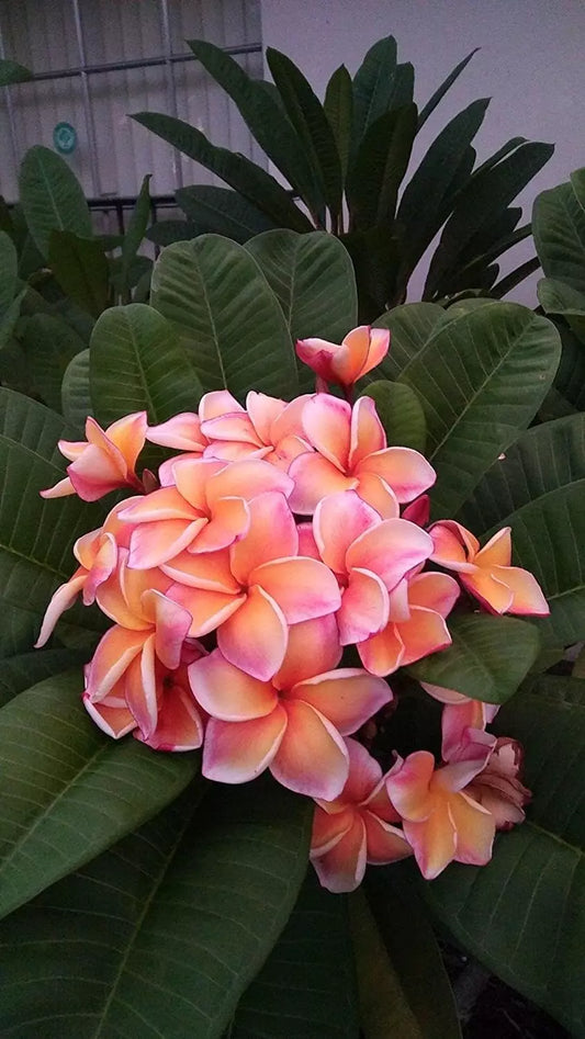 Green River 5 Peach Blush Plumeria Seeds - Flower Seed Pack, Premium Tropical Blooms, Fragrant Perennial Plants for Garden Charm, Ideal for Leis and Containers