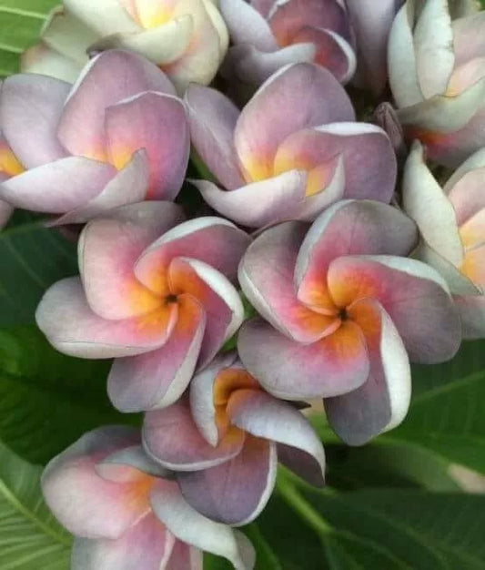 Green River 5 Periwinkle Orange Plumeria Seeds - Flower Seed Pack, Premium Tropical Blooms, Fragrant Perennial Plants for Garden Charm, Ideal for Leis and Containers