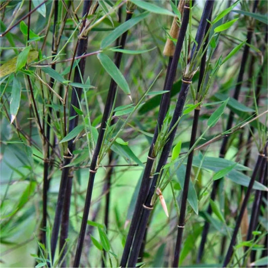 Green River 50 Black Pearl Bamboo Seeds - Tall Bamboo Plant Seeds for Privacy Screens & Garden Landscaping – Premium Bamboo Seeds for Planting Outdoors or in Pots – Non-Invasive Fast-Growing Lawn Plants – Seeds for Gardening & More