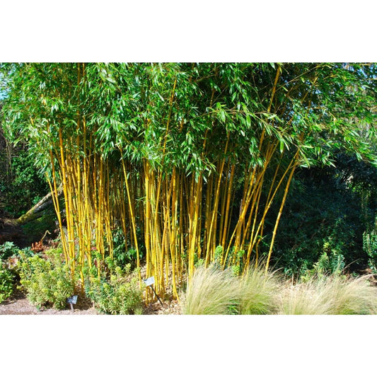 Green River 50 Auriculas Bamboo Seeds - Tall Bamboo Plant Seeds for Privacy Screens & Garden Landscaping – Premium Bamboo Seeds for Planting Outdoors or in Pots – Non-Invasive Fast-Growing Lawn Plants – Seeds for Gardening & More