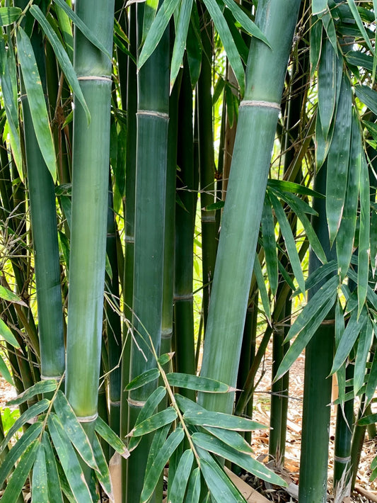 Green River 50 Emerald Bamboo Seeds - Tall Bamboo Plant Seeds for Privacy Screens & Garden Landscaping – Premium Bamboo Seeds for Planting Outdoors or in Pots – Non-Invasive Fast-Growing Lawn Plants – Seeds for Gardening & More
