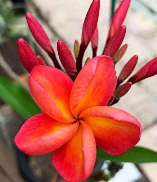 Green River 5 Pink Peach Plumeria Seeds - Flower Seed Pack, Premium Tropical Blooms, Fragrant Perennial Plants for Garden Charm, Ideal for Leis and Containers