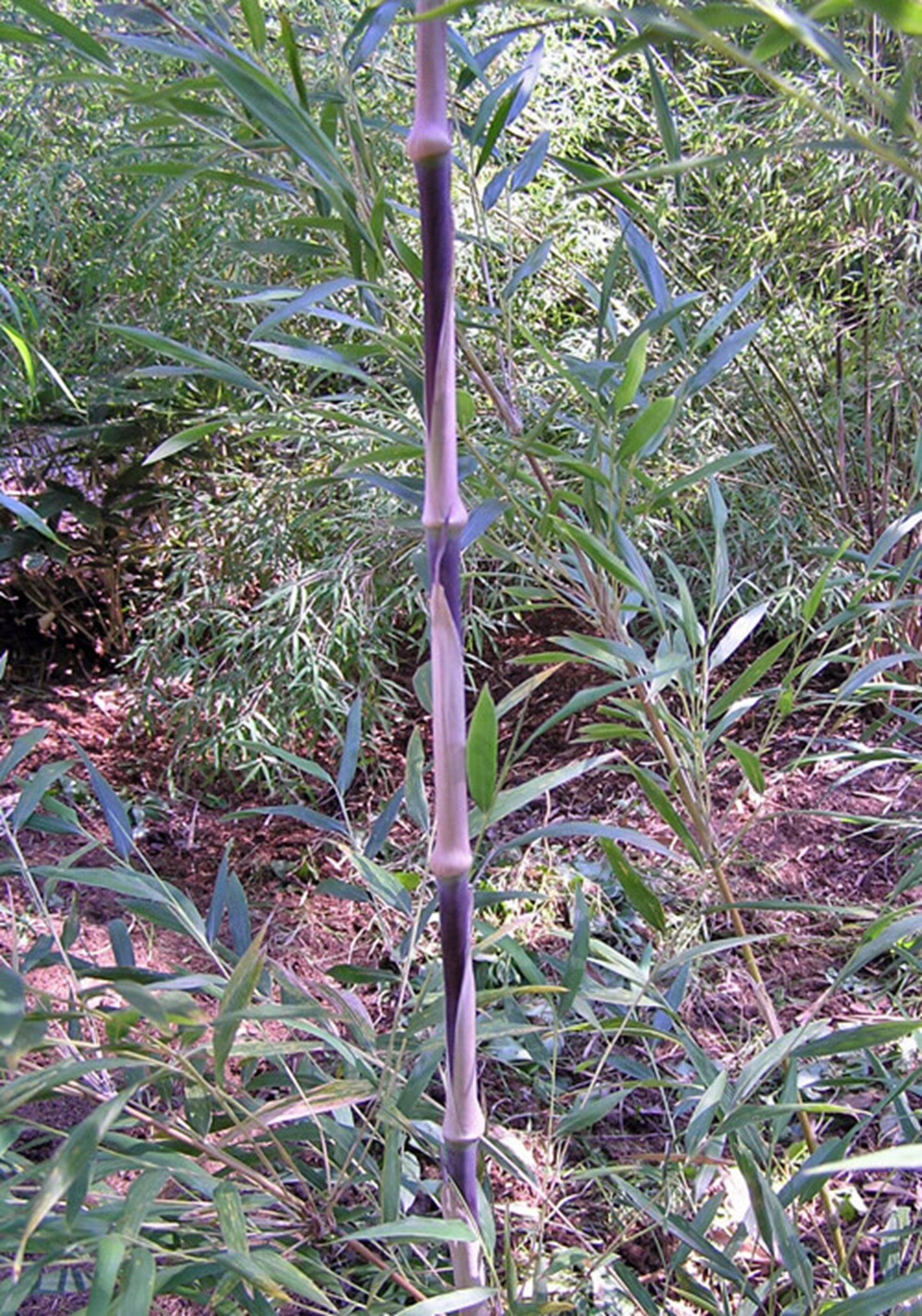 Green River 50 Chilean Clumping Bamboo Seeds - Tall Bamboo Plant Seeds for Privacy Screens & Garden Landscaping – Premium Bamboo Seeds for Planting Outdoors or in Pots – Non-Invasive Fast-Growing Lawn Plants – Seeds for Gardening & More