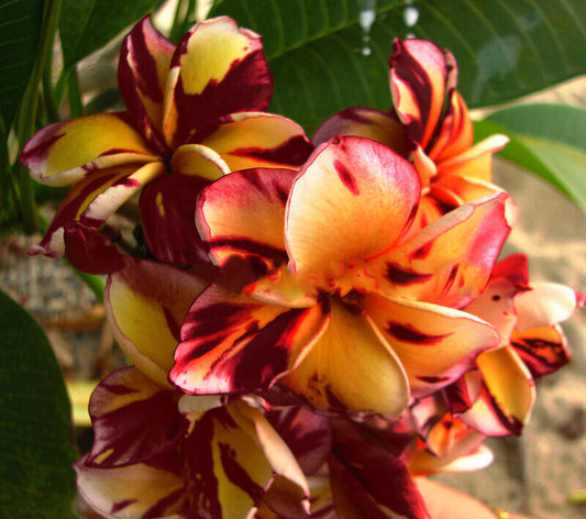 Green River 5 Dark Red Orange Plumeria Seeds - Flower Seed Pack, Premium Tropical Blooms, Fragrant Perennial Plants for Garden Charm, Ideal for Leis and Containers