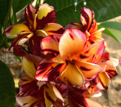 Green River 5 Dark Red Orange Plumeria Seeds - Flower Seed Pack, Premium Tropical Blooms, Fragrant Perennial Plants for Garden Charm, Ideal for Leis and Containers