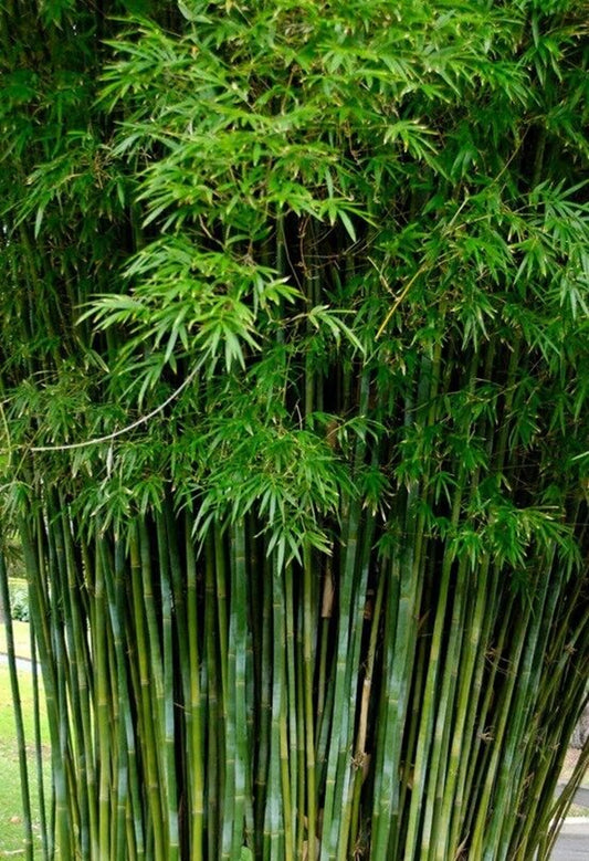 50 Seabreeze Bamboo Seeds Privacy Plant Garden Shade Exotic Screen 490 US SELLER