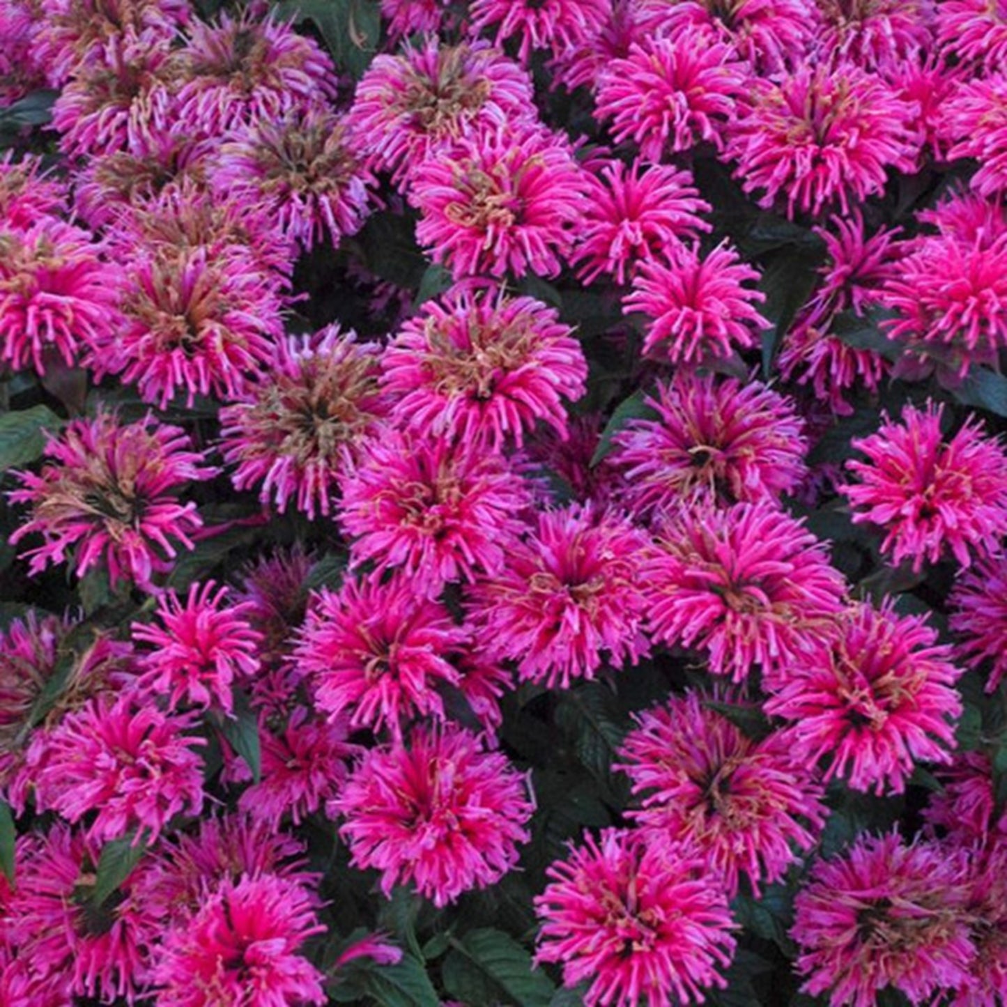 Green River 100 Flamingo Bee Balm Seeds Premium Perennial Flower Seeds for Pollinator Gardens & Cut Flowers Drought-Tolerant Deer Resistant Fragrant Purple Blooms Ideal for Outdoor Gardening Containers & Wildlife Habitats