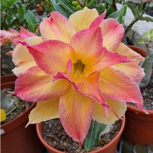 Green River 4 Carnival Desert Rose Seeds - Premium Exotic Succulent Flower Seeds for Indoor Pots Bonsai & Tropical Decor Drought-Tolerant, Easy to Grow Unique Trunk, Premium Seed Pack for Collectors