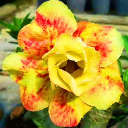 Green River 4 Yellow Red Desert Rose Seeds - Premium Exotic Succulent Flower Seeds for Indoor Pots Bonsai & Tropical Decor Drought-Tolerant, Easy to Grow Unique Trunk, Premium Seed Pack for Collectors