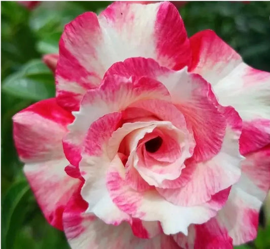 Green River 4 Peppermint Candy Desert Rose Seeds - Premium Exotic Succulent Flower Seeds for Indoor Pots Bonsai & Tropical Decor Drought-Tolerant, Easy to Grow Unique Trunk, Premium Seed Pack for Collectors