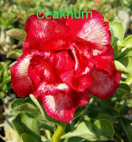 Green River 4 Ceakhum Desert Rose Seeds - Premium Exotic Succulent Flower Seeds for Indoor Pots Bonsai & Tropical Decor Drought-Tolerant, Easy to Grow Unique Trunk, Premium Seed Pack for Collectors