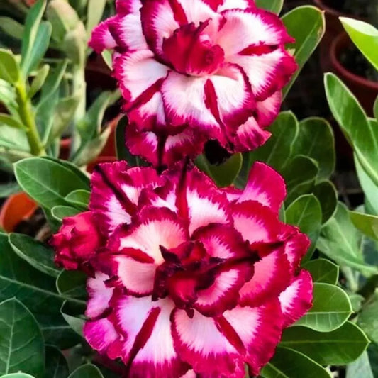 Green River 4 Magenta Cherry Desert Rose Seeds - Premium Exotic Succulent Flower Seeds for Indoor Pots Bonsai & Tropical Decor Drought-Tolerant, Easy to Grow Unique Trunk, Premium Seed Pack for Collectors