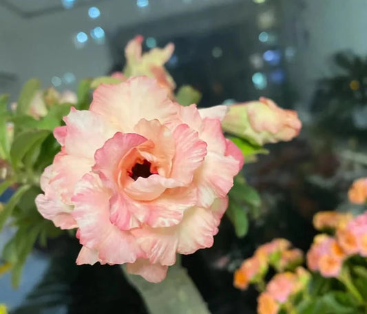 Green River 4 Peaches and Cream Desert Rose Seeds - Premium Exotic Succulent Flower Seeds for Indoor Pots Bonsai & Tropical Decor Drought-Tolerant, Easy to Grow Unique Trunk, Premium Seed Pack for Collectors