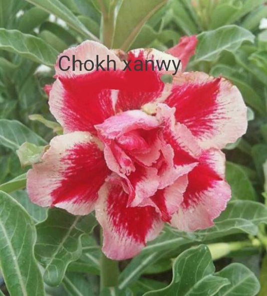 Green River 4 Chokh Xanwy Desert Rose Seeds - Premium Exotic Succulent Flower Seeds for Indoor Pots Bonsai & Tropical Decor Drought-Tolerant, Easy to Grow Unique Trunk, Premium Seed Pack for Collectors