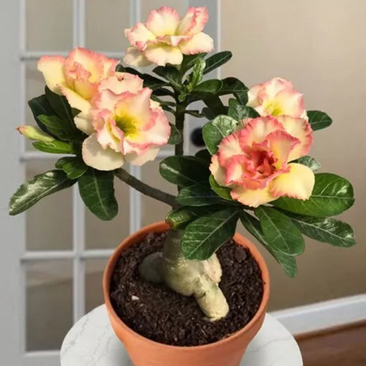 Green River 4 Cotton Candy Desert Rose Seeds - Premium Exotic Succulent Flower Seeds for Indoor Pots Bonsai & Tropical Decor Drought-Tolerant, Easy to Grow Unique Trunk, Premium Seed Pack for Collectors