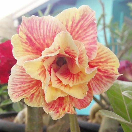 Green River 4 Light Yellow Red Desert Rose Seeds - Premium Exotic Succulent Flower Seeds for Indoor Pots Bonsai & Tropical Decor Drought-Tolerant, Easy to Grow Unique Trunk, Premium Seed Pack for Collectors