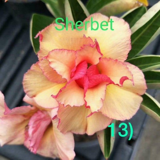 Green River 4 Sherbert Desert Rose Seeds - Premium Exotic Succulent Flower Seeds for Indoor Pots Bonsai & Tropical Decor Drought-Tolerant, Easy to Grow Unique Trunk, Premium Seed Pack for Collectors