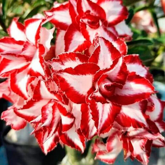 Green River 4 Red White swirl Desert Rose Seeds - Premium Exotic Succulent Flower Seeds for Indoor Pots Bonsai & Tropical Decor Drought-Tolerant, Easy to Grow Unique Trunk, Premium Seed Pack for Collectors