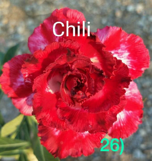 Green River 4 Chili Desert Rose Seeds - Premium Exotic Succulent Flower Seeds for Indoor Pots Bonsai & Tropical Decor Drought-Tolerant, Easy to Grow Unique Trunk, Premium Seed Pack for Collectors