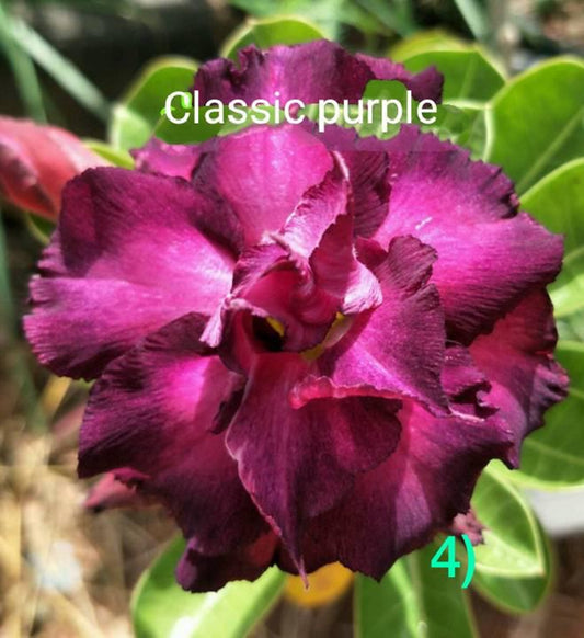 Green River 4 Classic Purple Desert Rose Seeds - Premium Exotic Succulent Flower Seeds for Indoor Pots Bonsai & Tropical Decor Drought-Tolerant, Easy to Grow Unique Trunk, Premium Seed Pack for Collectors