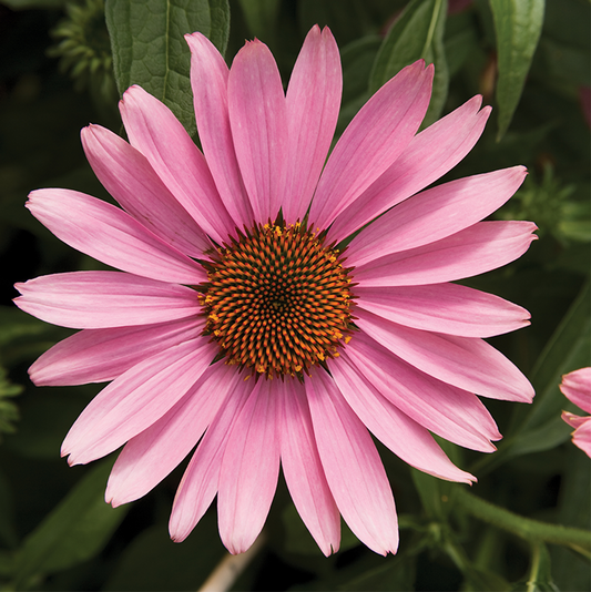 Green River 50 Prairie Splender Coneflower Seeds - Drought-Tolerant Decor Seeds for Pollinator Gardens, Perennial Blooms, Ideal for Summer Conditions
