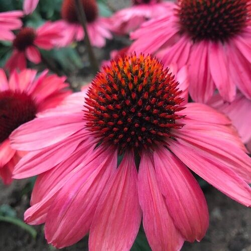 Green River 50 Coral Craze Coneflower Seeds - Drought-Tolerant Decor Seeds for Pollinator Gardens, Perennial Blooms, Ideal for Summer Conditions