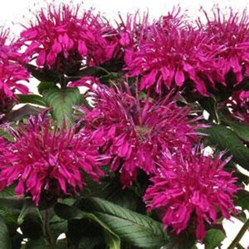 100 Purple Balm Seeds Flowers Seed Bloom Hummingbird Flower Seeds US SELL 1327