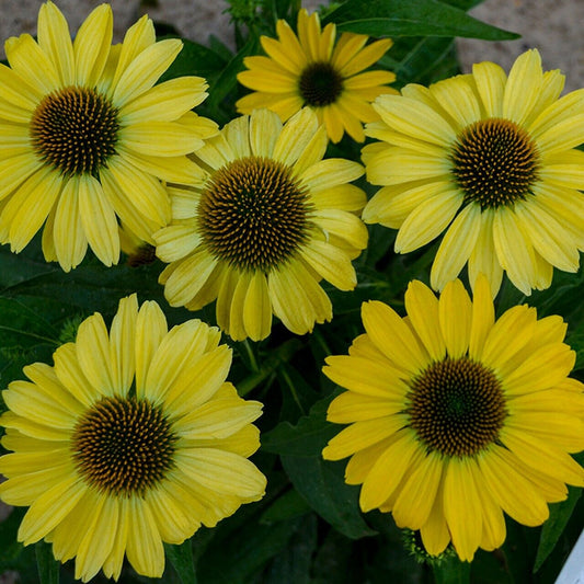 Green River 50 Canary Feather Coneflower Seeds - Drought-Tolerant Decor Seeds for Pollinator Gardens, Perennial Blooms, Ideal for Summer Conditions