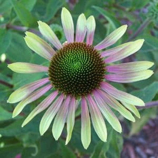 Green River 50 Green Envy Coneflower Seeds - Drought-Tolerant Decor Seeds for Pollinator Gardens, Perennial Blooms, Ideal for Summer Conditions