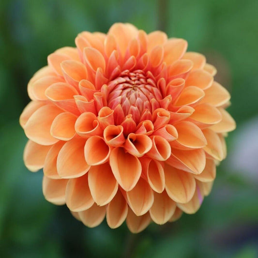 Green River Maam Dahlia Perennial Flowers Seeds – 25 Premium Dahlia Flower Seeds for Bouquets, Borders & Pots – Vibrant Summer Blooms with green Foliage – Full Sun Cottage Garden & Pollinator-Friendly Premium Seed Pack