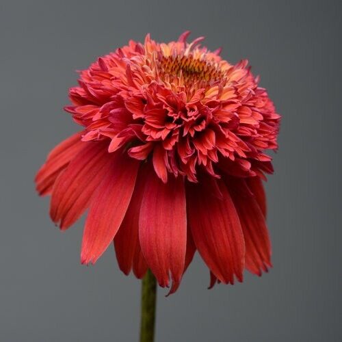 Green River 50 Orangeberry Coneflower Seeds - Drought-Tolerant Decor Seeds for Pollinator Gardens, Perennial Blooms, Ideal for Summer Conditions