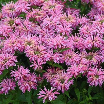 Green River 100  Pink Bee Balm Seeds Premium Perennial Flower Seeds for Pollinator Gardens & Cut Flowers Drought-Tolerant Deer Resistant Fragrant Purple Blooms Ideal for Outdoor Gardening Containers & Wildlife Habitats