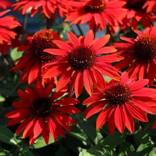 Green River 50 Sangrita Coneflower Seeds - Drought-Tolerant Decor Seeds for Pollinator Gardens, Perennial Blooms, Ideal for Summer Conditions