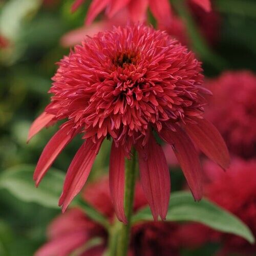 Green River 50 Cranberry Coneflower Seeds - Drought-Tolerant Decor Seeds for Pollinator Gardens, Perennial Blooms, Ideal for Summer Conditions