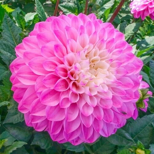Green River Princess Gracias Dahlia Perennial Flowers Seeds – 25 Premium Dahlia Flower Seeds for Bouquets, Borders & Pots – Vibrant Summer Blooms with green Foliage – Full Sun Cottage Garden & Pollinator-Friendly Premium Seed Pack