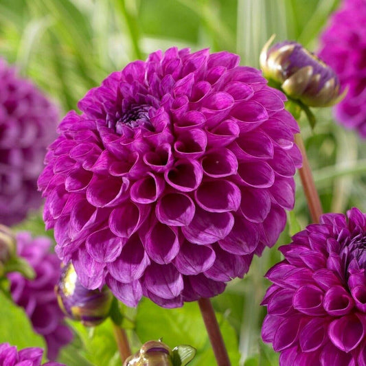 Green River Nina Dahlia Perennial Flowers Seeds – 25 Premium Dahlia Flower Seeds for Bouquets, Borders & Pots – Vibrant Summer Blooms with green Foliage – Full Sun Cottage Garden & Pollinator-Friendly Premium Seed Pack