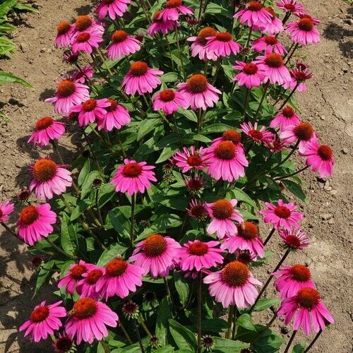 Green River 50 Rosanda Coneflower Seeds - Drought-Tolerant Decor Seeds for Pollinator Gardens, Perennial Blooms, Ideal for Summer Conditions