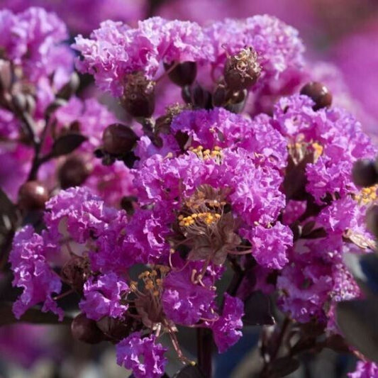 20 Purple Cape Myrtle Seeds Tree Flower Perennial Flowers Seed 1208 US SELLER
