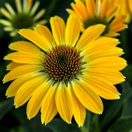 Green River 50 Summer Solstice Coneflower Seeds - Drought-Tolerant Decor Seeds for Pollinator Gardens, Perennial Blooms, Ideal for Summer Conditions