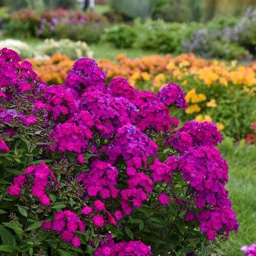 tall garden phlox seeds 50 Ultraviolet Phlox Seeds Flower Perennial Seed Flowers Butterfly 127 –  Green River Seeds