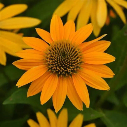 Green River 50 Yellow Ombre Coneflower Seeds - Drought-Tolerant Decor Seeds for Pollinator Gardens, Perennial Blooms, Ideal for Summer Conditions