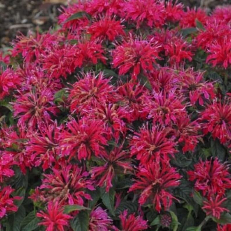 Green River 100 Cherry Pops Bee Balm Seeds Premium Perennial Flower Seeds for Pollinator Gardens & Cut Flowers Drought-Tolerant Deer Resistant Fragrant Purple Blooms Ideal for Outdoor Gardening Containers & Wildlife Habitats