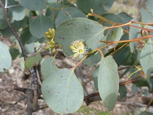 Green River 50 Red Box Eucalyptus Seeds – Premium Fragrant Seeds for Gardening, Bouquets & Wreaths – Fast-Growing, Drought-Tolerant Ornamental Plant – Ideal for Flower Beds, Containers & Cottage Garden Decor