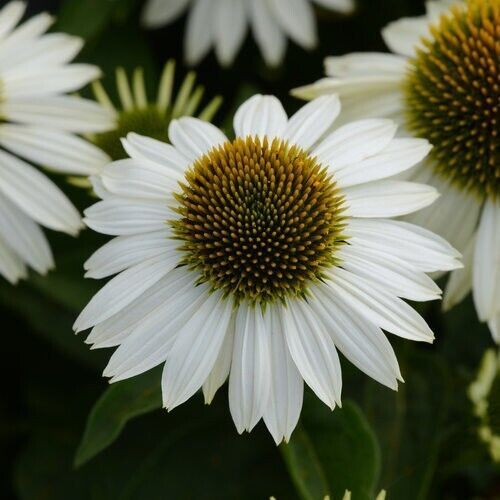 Green River 50 Blanco Coneflower Seeds - Drought-Tolerant Decor Seeds for Pollinator Gardens, Perennial Blooms, Ideal for Summer Conditions