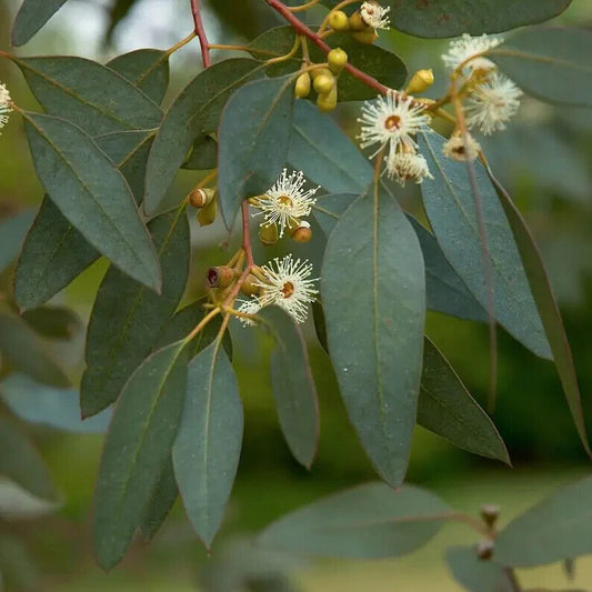 Green River 50 Peppermint Eucalyptus Seeds – Premium Fragrant Seeds for Gardening, Bouquets & Wreaths – Fast-Growing, Drought-Tolerant Ornamental Plant – Ideal for Flower Beds, Containers & Cottage Garden Decor