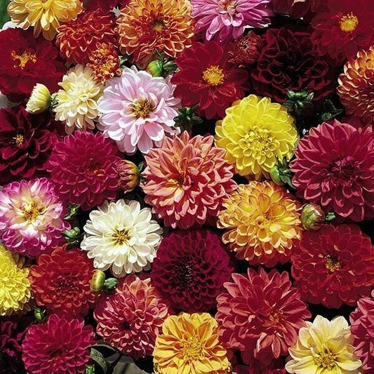 Green River Double Extreme Dahlia Perennial Flowers Seeds – 25 Premium Dahlia Flower Seeds for Bouquets, Borders & Pots – Vibrant Summer Blooms with green Foliage – Full Sun Cottage Garden & Pollinator-Friendly Premium Seed Pack